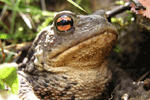 Your Image Here